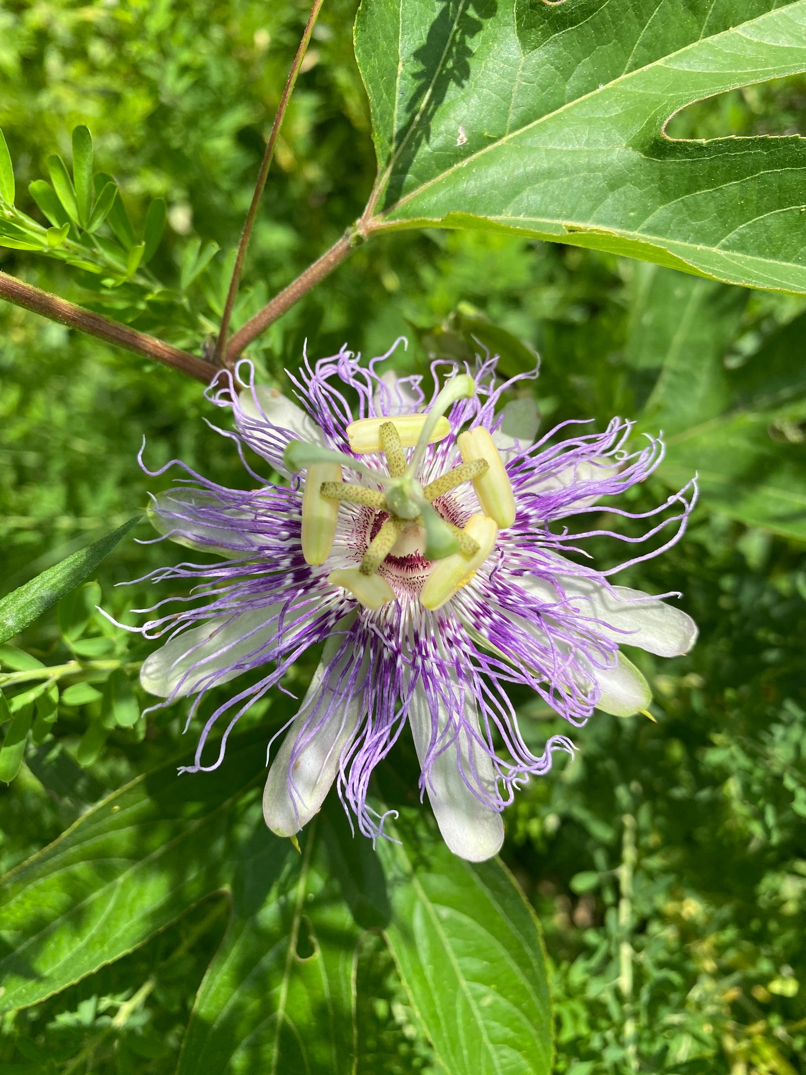 Using Plants for Spiritual Support