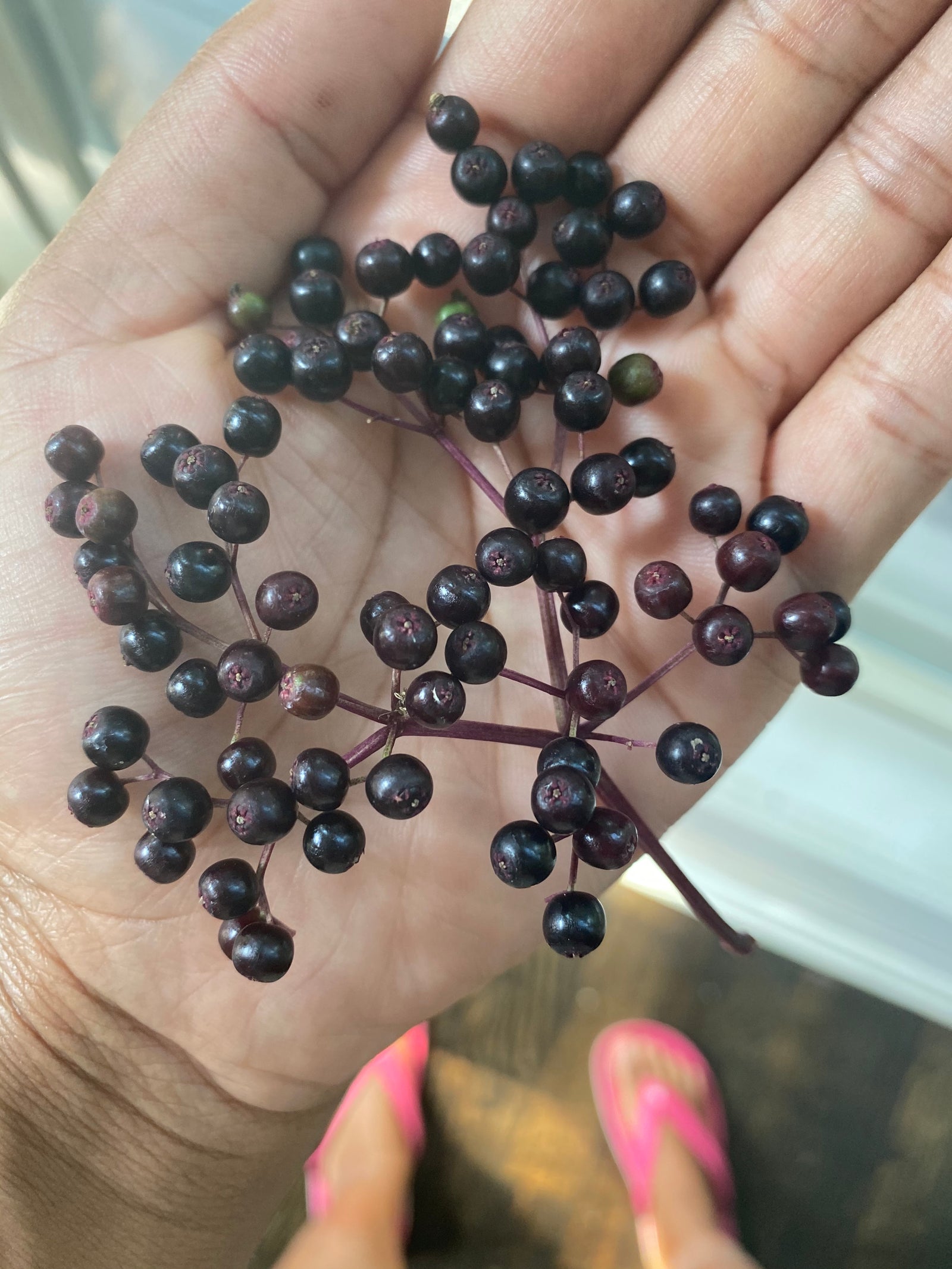 Why Proper Plant Identification is Critical