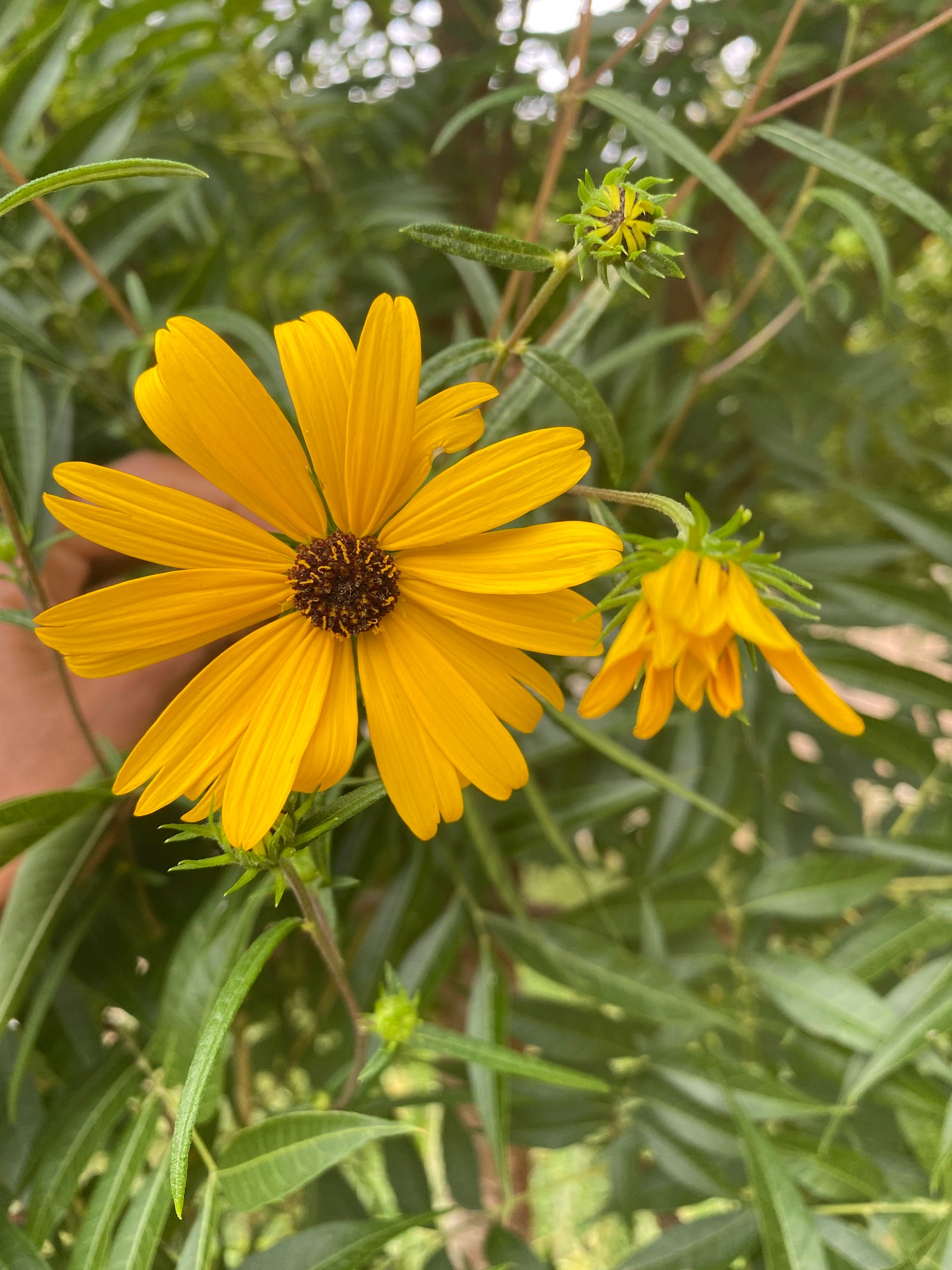 How negative emotions turn into distractions