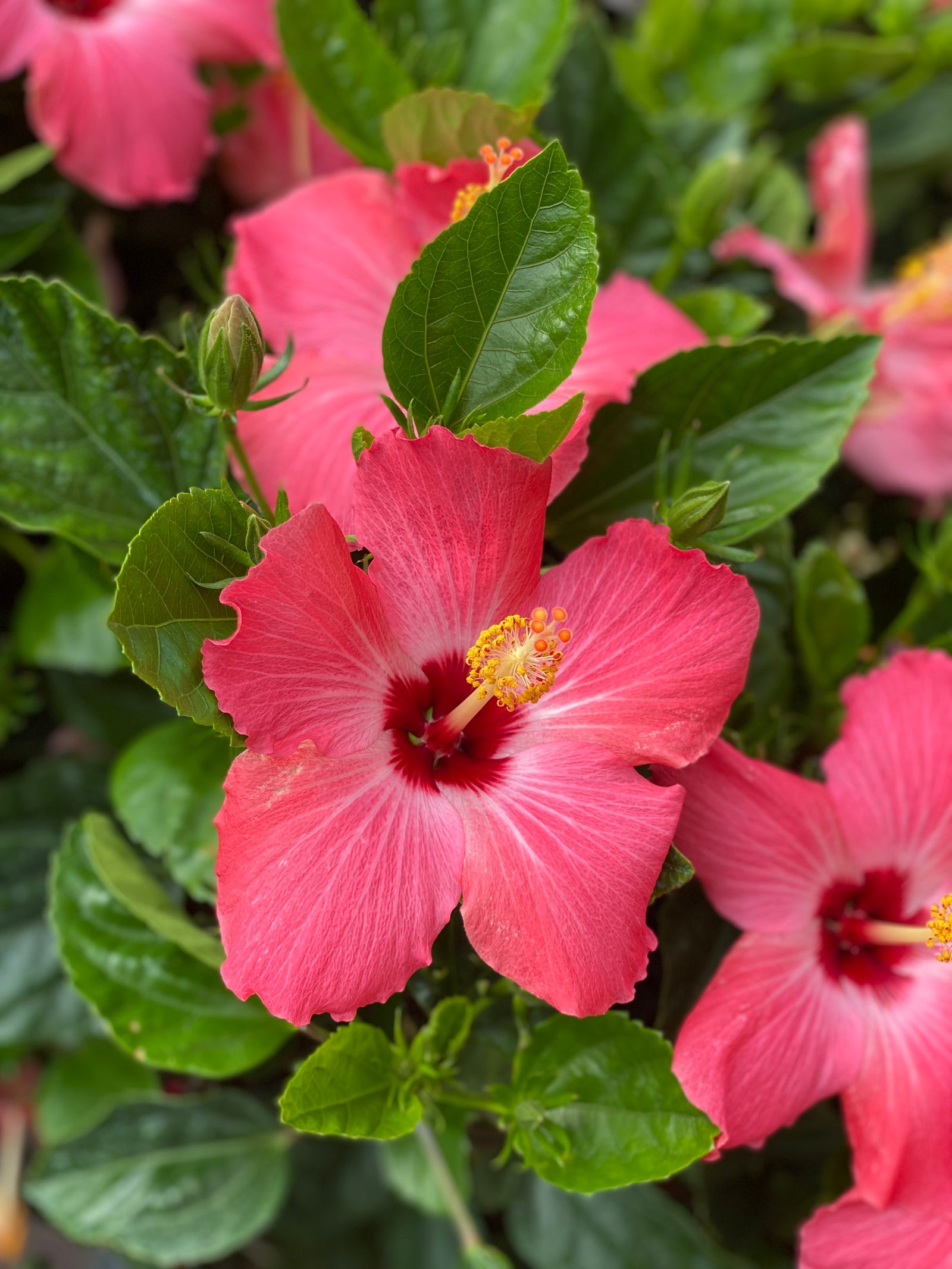 Plants Never Violate