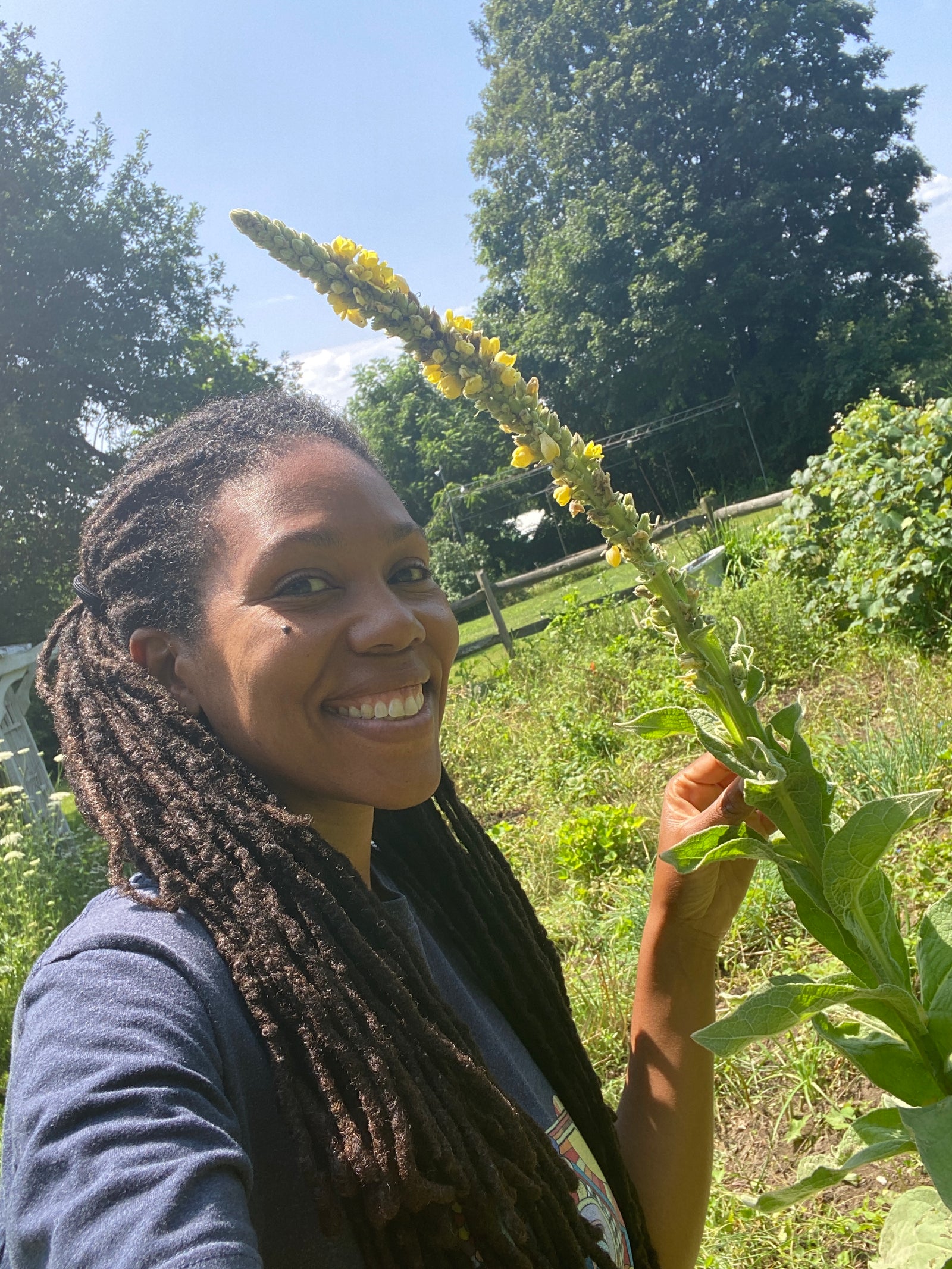 The Path of Possibility - Mullein