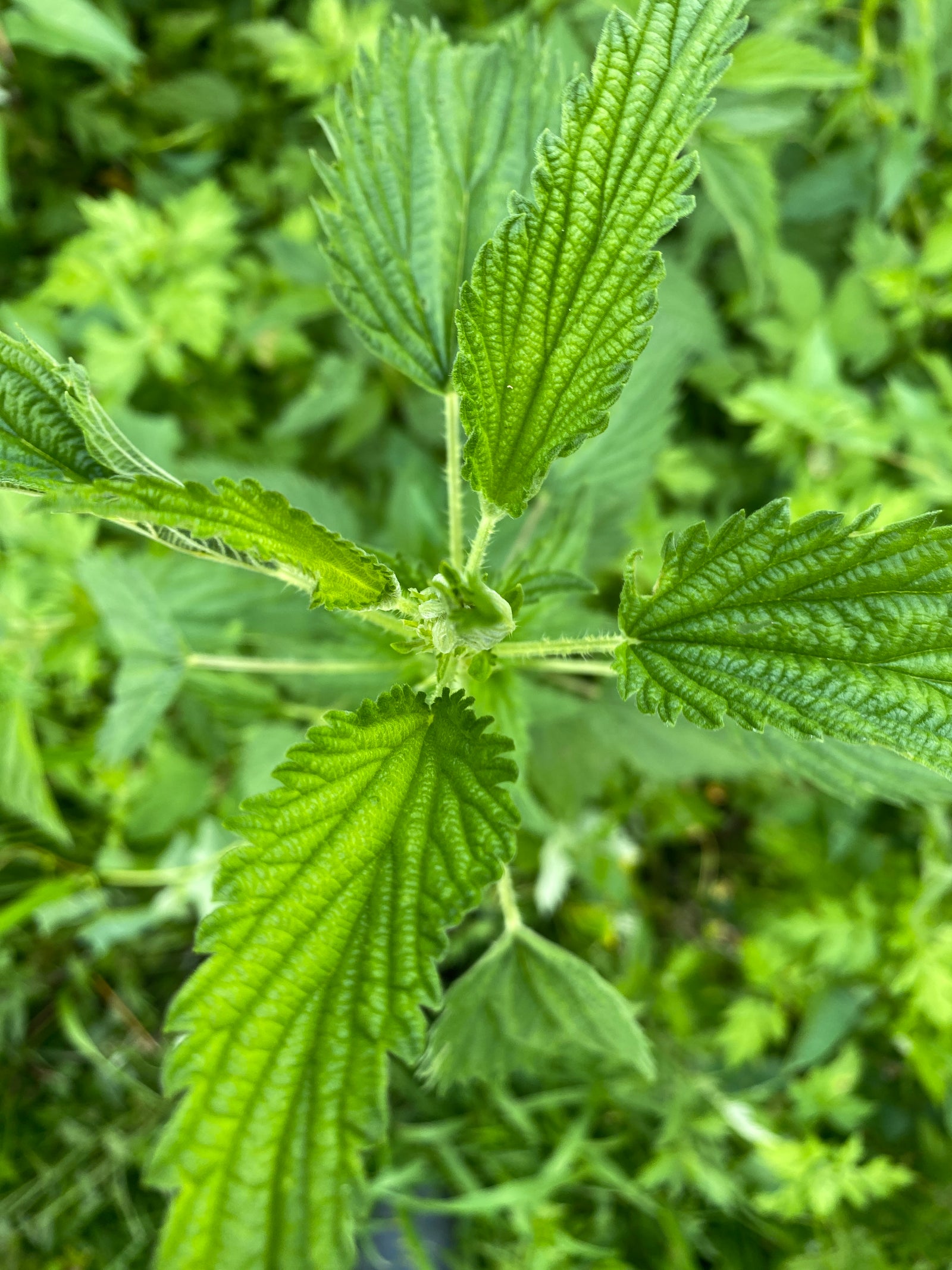 The Path of Possibility - "This ish is expensive"